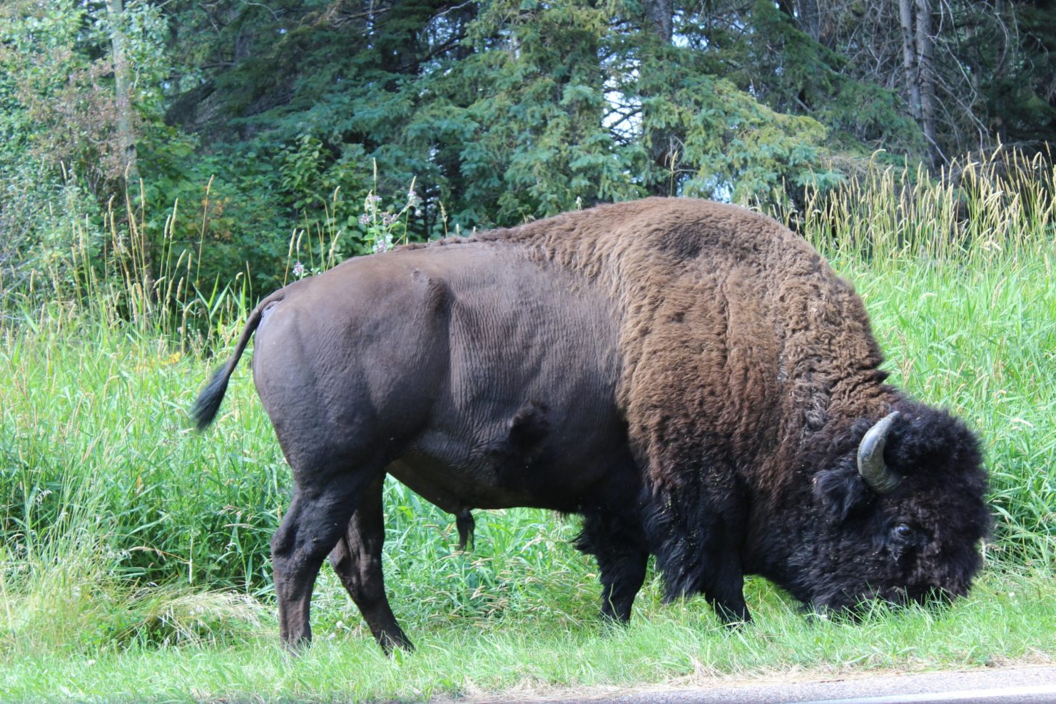 Elk Island National Park Campgrounds - AlbertaWow