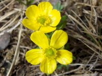 Alberta Wildflowers - AlbertaWow Explore Nature Pages