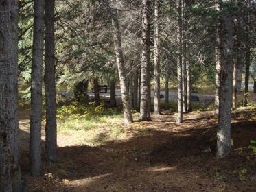 Thompson Creek Campground - AlbertaWow Campgrounds and Hikes